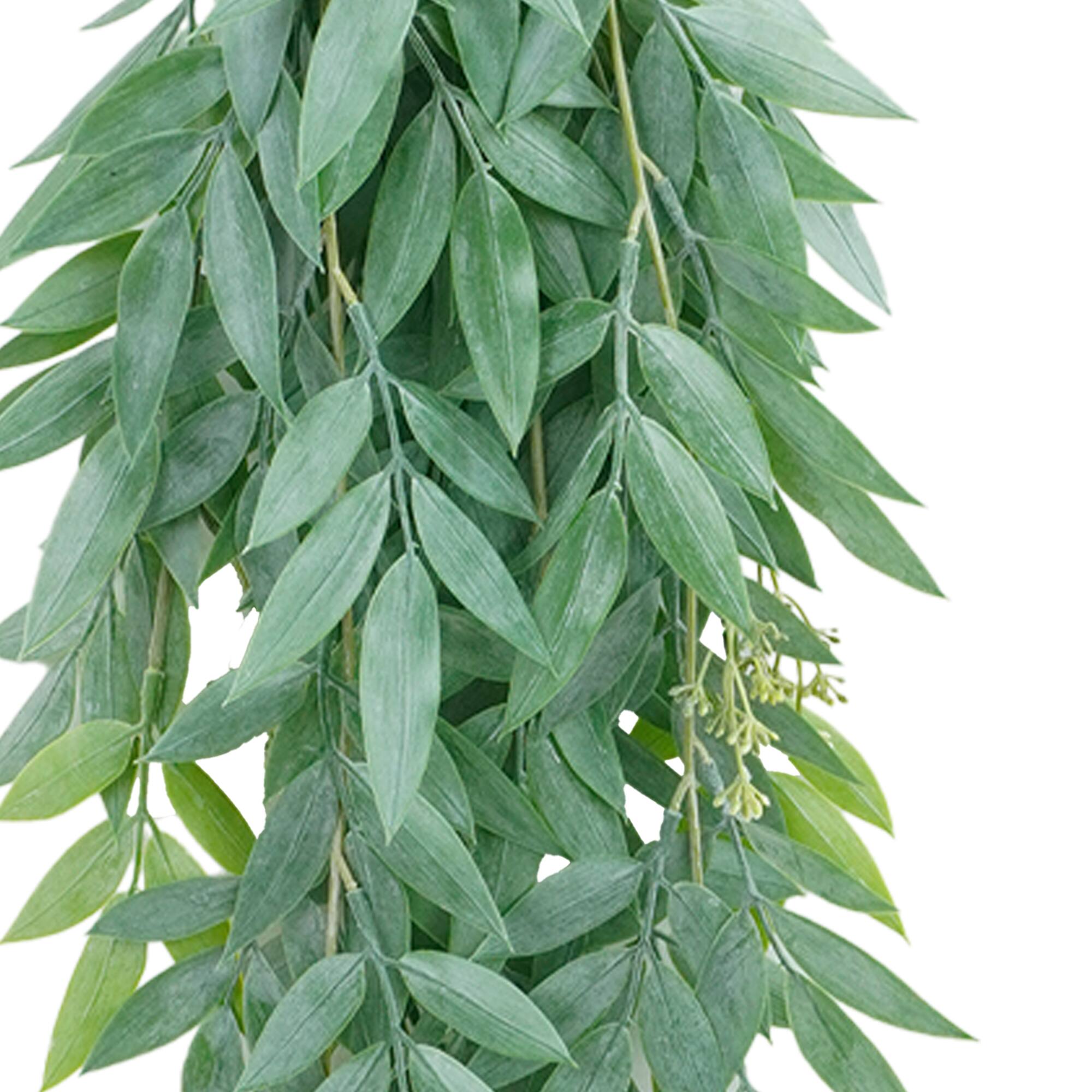 31" Hanging Ruscus with Berry Bush by Ashland®